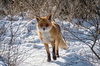 Renard à pied dans la neige