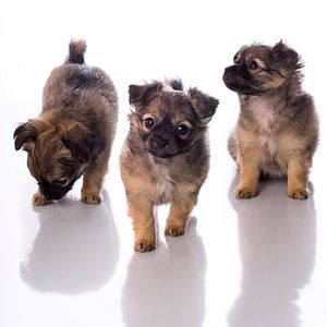 Drei Chihuahua-Welpen