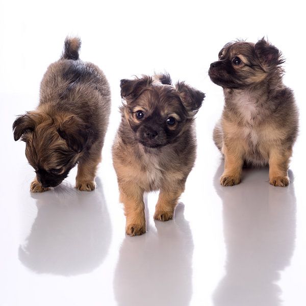 Three chihuahua puppies by Leoniek van der Vliet