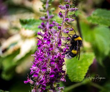 Macro by Jeffrey Riegman