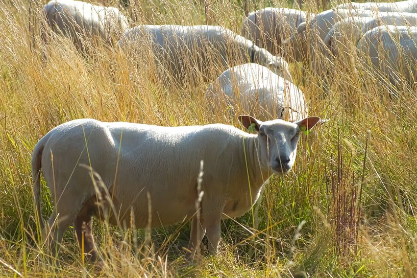 Die Herde von Niek Traas