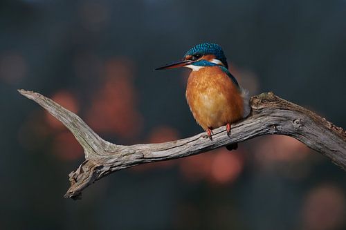 IJsvogel