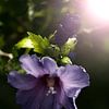 Tuinhibiscus bij schemering (Hibiscus syriacus) van Flower and Art