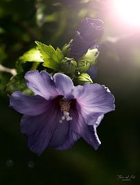 Garden Hibiscus at dusk (Hibiscus syriacus) by Flower and Art