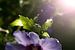 Tuinhibiscus bij schemering (Hibiscus syriacus) van Flower and Art