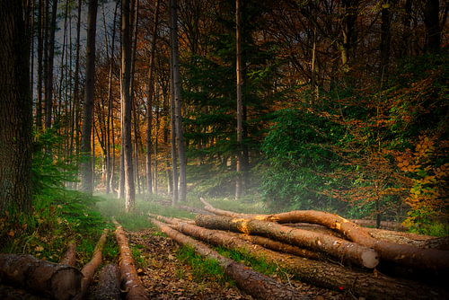 Tree trunks along the path