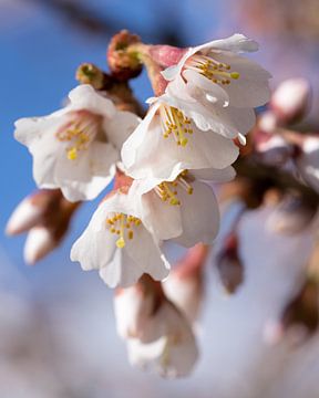 Zierkirsche Kojou-no-mai (Prunus incisa) von Alexander Ludwig