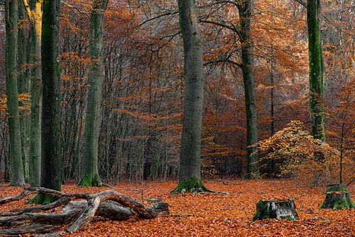Doorkijkje in een herfstbos