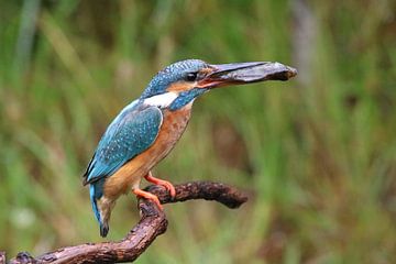 ijsvogel met vis van Sandy Kruf