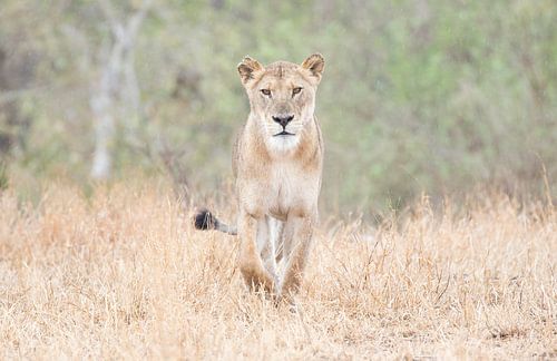 Een krachtige leeuwin heeft je in het vizier