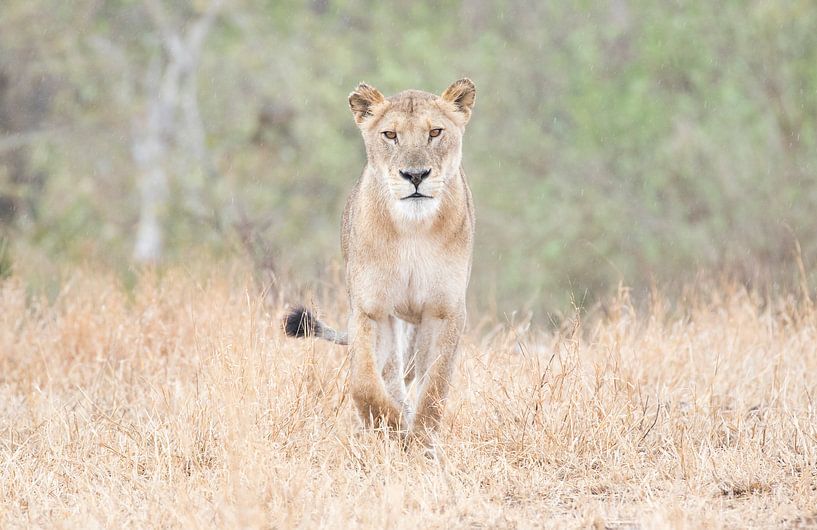 In sight by RobJansenphotography