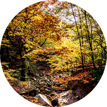 Rivier in het herfst bos van Mickéle Godderis