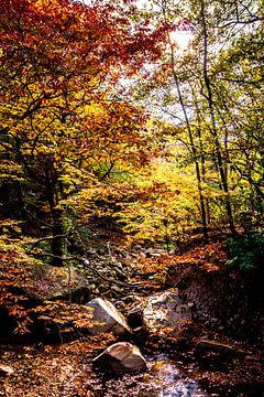 Rivier in het herfst bos van Mickéle Godderis