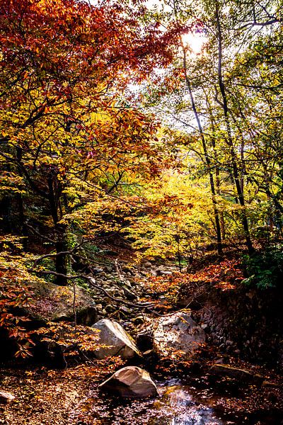 Rivier in het herfst bos van Mickéle Godderis