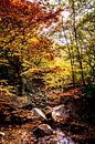 Rivière dans la forêt d'automne par Mickéle Godderis Aperçu