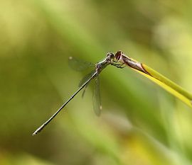 Houtpantserjuffer in het zonnetje von Hannie van der Vliet
