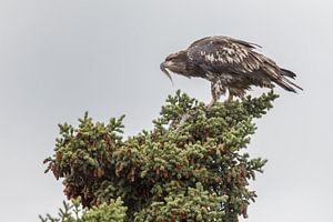 Een jonge zeearend