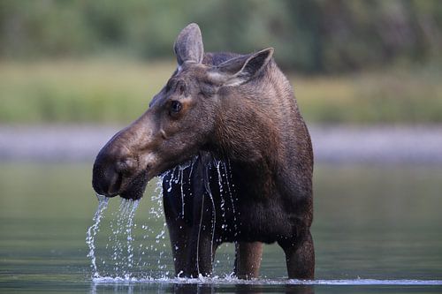 Elandkoe die waterplanten eet in het Glacier Nationaal Park in Montana, VS