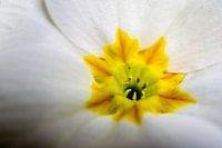 Bloem