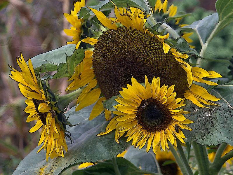 derniers tournesols par Edgar Schermaul