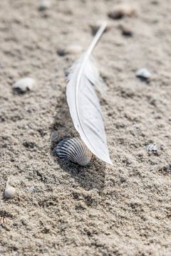 Feder und Muschel im Sand am Strand der Insel Vlieland von Lydia