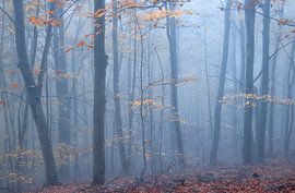 Foggy Morning Stroll Through the Enchanting Montseny Natural Par by PhotoCluster
