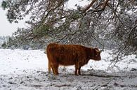Schotse Hooglander zoekt beschutting onder een dennenboom in een besneeuwd winterlandschap van Sjoerd van der Wal Fotografie thumbnail