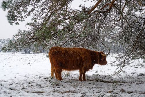 Schotse Hooglander zoekt beschutting onder een dennenboom in een besneeuwd winterlandschap