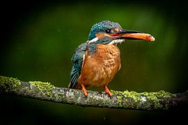 Eisvogel mit Fisch von Arie Jan van Termeij