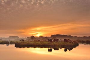 Vaches avec un beau lever de soleil sur John Leeninga