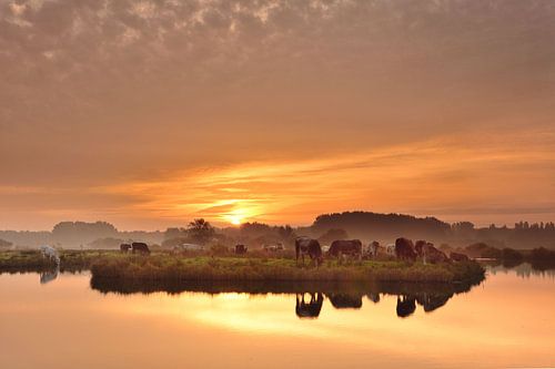 Koeien met een prachtige zonsopkomst