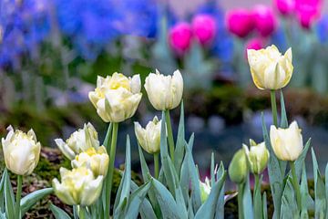 White Fosteriana tulips Sweetheart