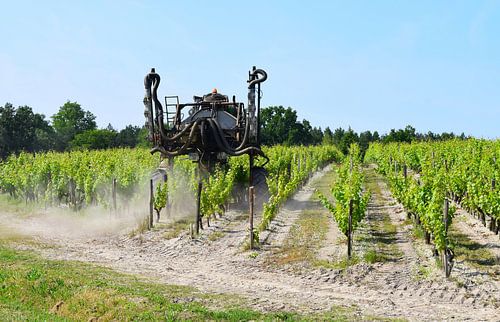 Maschine erzeugt Staub beim Beschneiden der Reben in einem französischen Weinberg