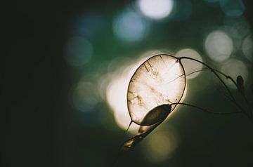 Festival des natürlichen Lichts, silberne Blätter im natürlichen Tageslicht von Byroosmarijn