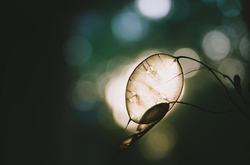 Festival de lumières naturelles, feuilles d'argent à la lumière du jour par Byroosmarijn