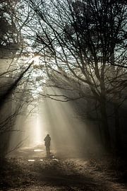 Forest - Golden Rays by Maurice Weststrate