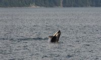 Orka in Golf van Alaska