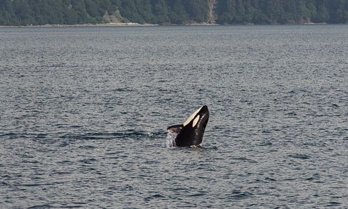 Orca im Golf von Alaska von Dirk Fransen
