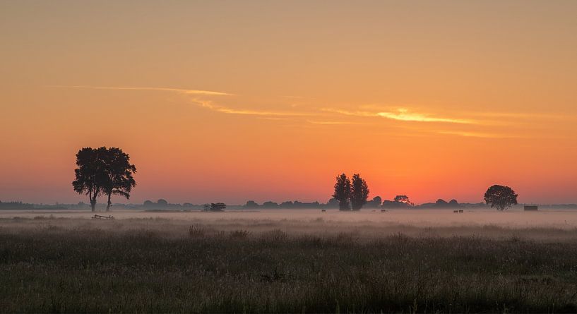 Bomen van Rob Saly