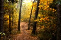 Bossen, Herfstbos