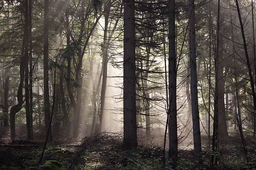 Wald am Morgen mit Nebel