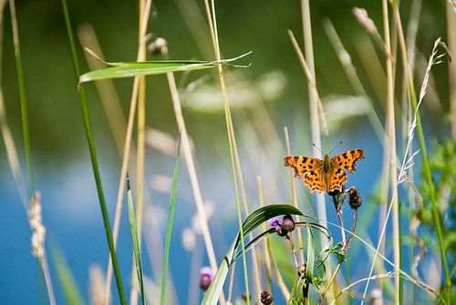 Mésange charbonnière Aurelia