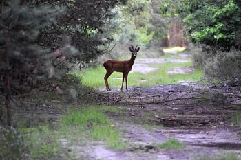 Ree auf dem Waldweg