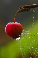 Ganz frisch
