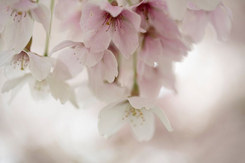 Pink Treat. Blossom by Alie Ekkelenkamp