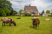 Holland tranquility