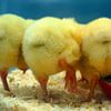Trois culs de gonzesses sur Masselink Portfolio