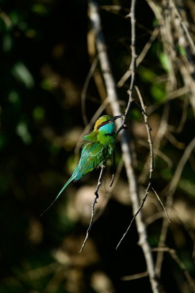 Srilanka von David Blok