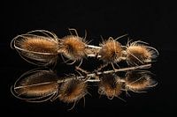 Le cardére sauvage terrestre en carton, en parlant de