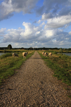Summer trail in portrait - country road with grazing sheep